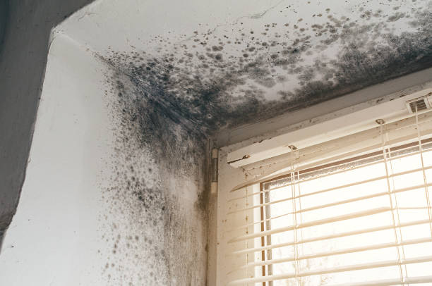 Affordable Mold Remediation solutions in Edgewood, FL