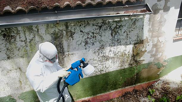 Top rated local Mold Remediation specialists in Edgewood, FL